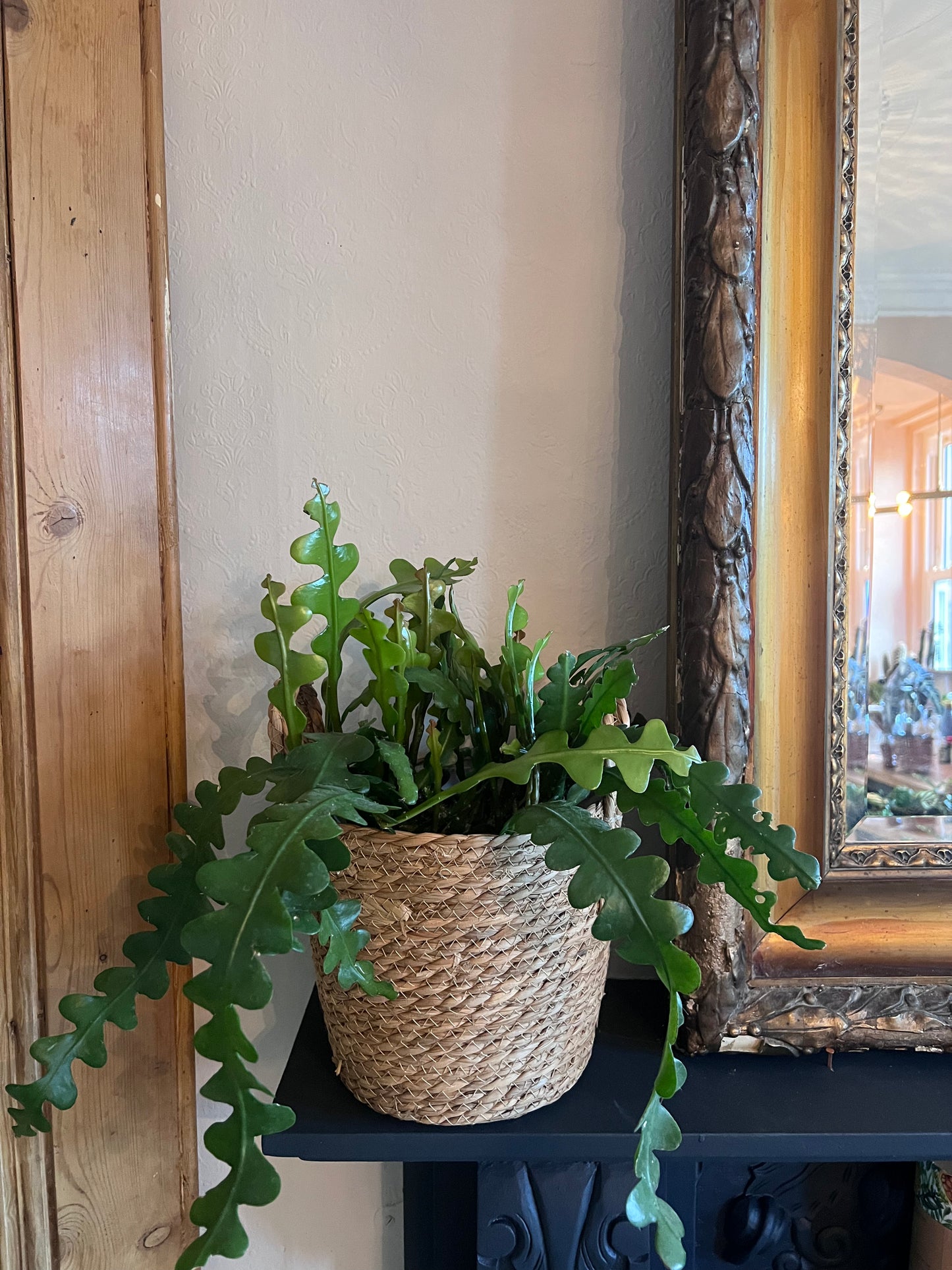 Epiphyllum Anguliger | Fishbone Cactus | 15CM Pot