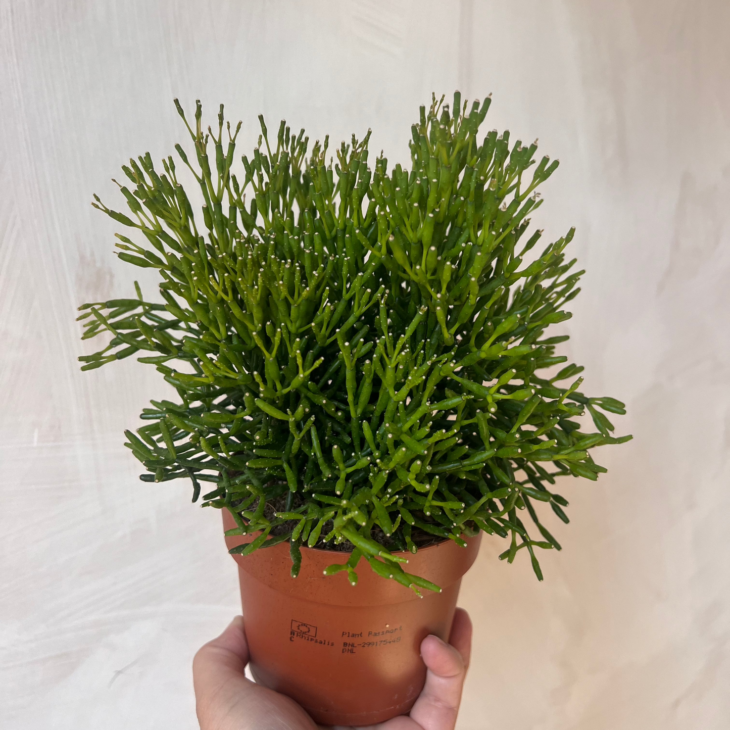 Rhipsalis heteroclada | Mistletoe Cactus | 10.5CM Pot
