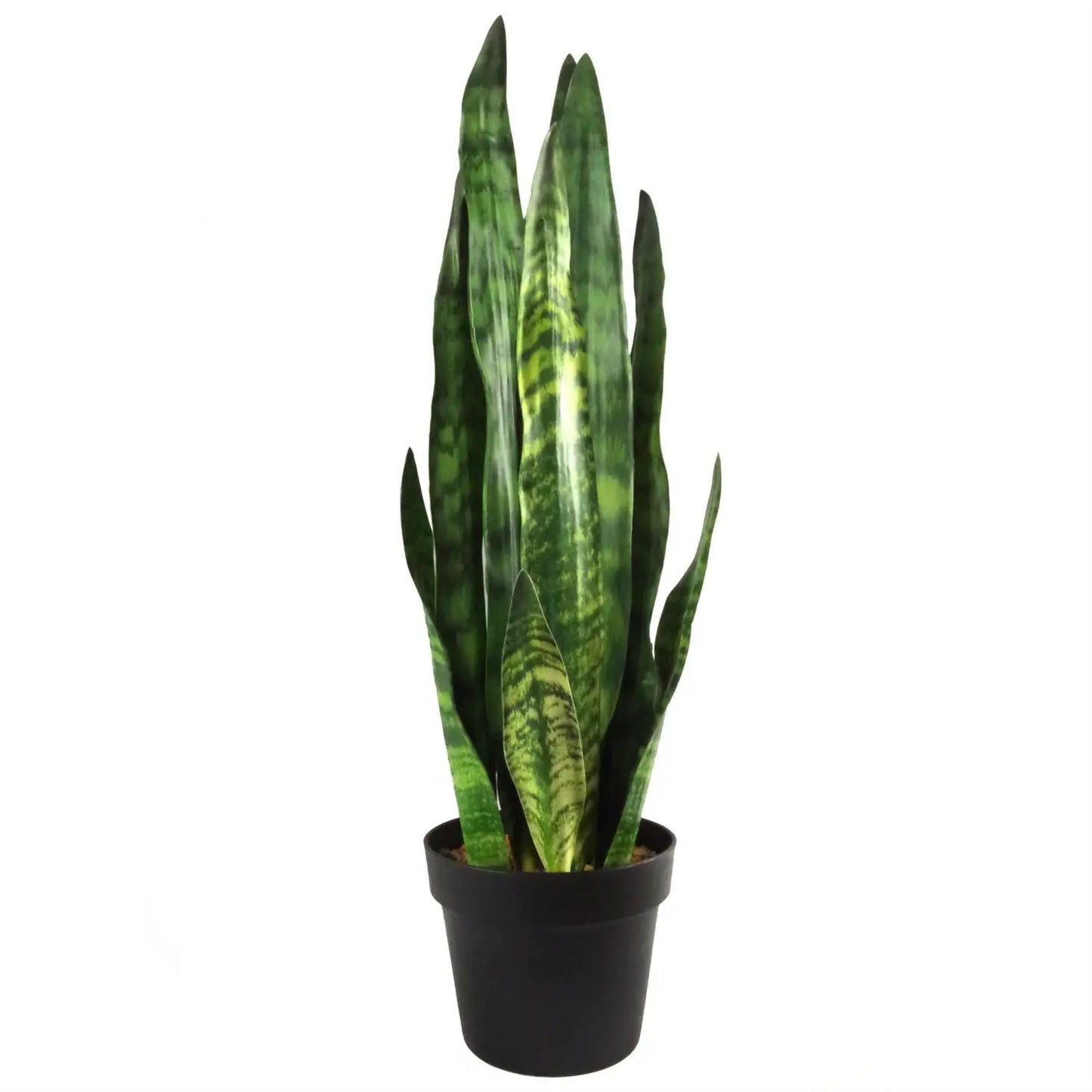 Tropical Snake Plant Zeylanica Sansevieria 70cm Plant