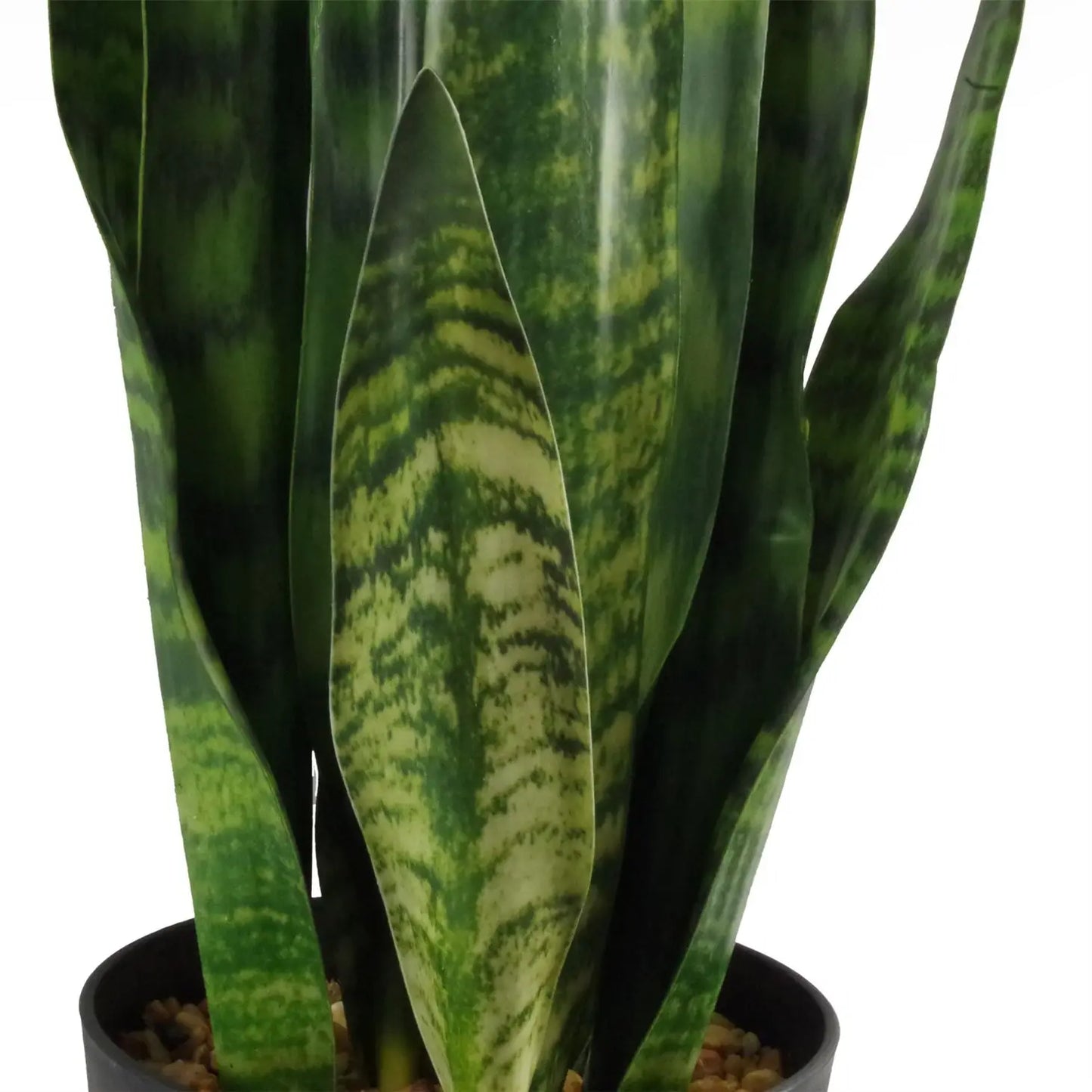 Tropical Snake Plant Zeylanica Sansevieria 70cm Plant