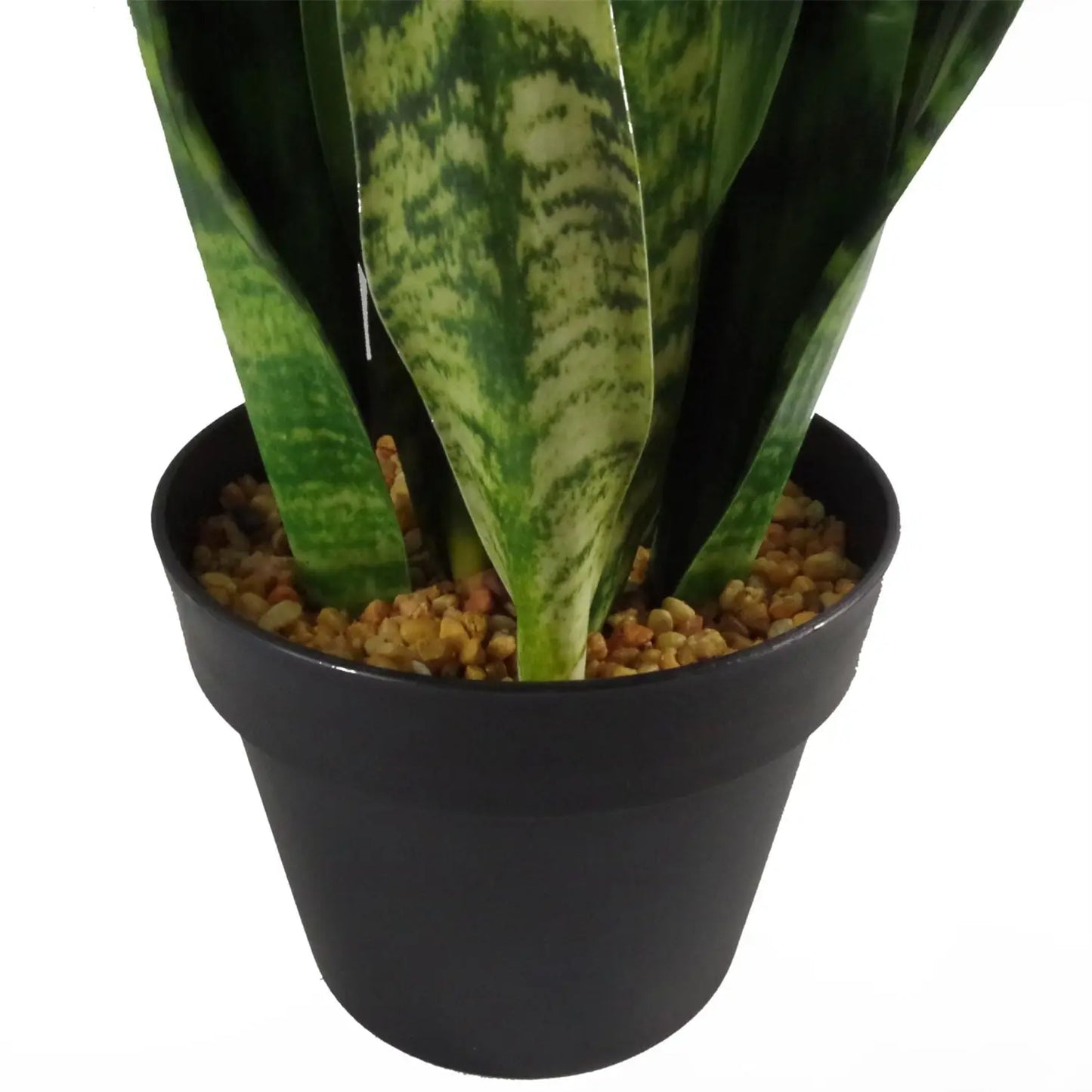 Tropical Snake Plant Zeylanica Sansevieria 70cm Plant