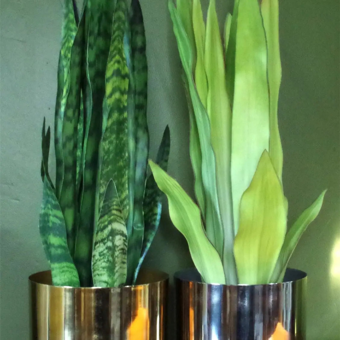 Tropical Snake Plant Zeylanica Sansevieria 70cm Plant