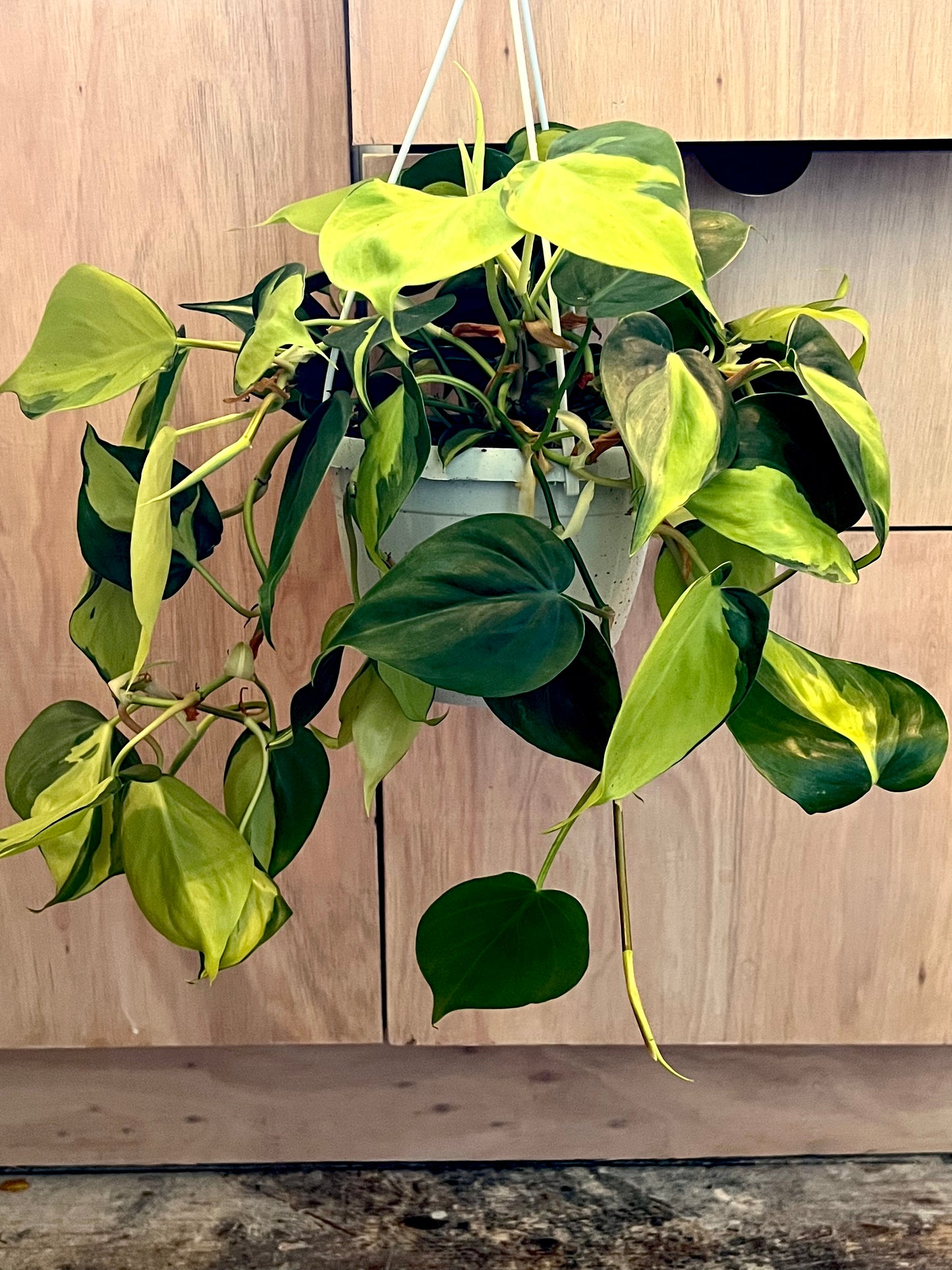 Philodendron Scandens Brazil | Sweatheart plant | 13CM Pot