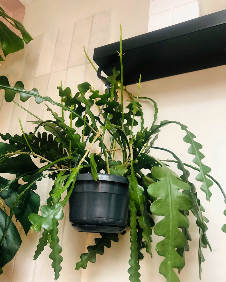 Epiphyllum Anguliger | Fishbone Cactus | 15CM Pot