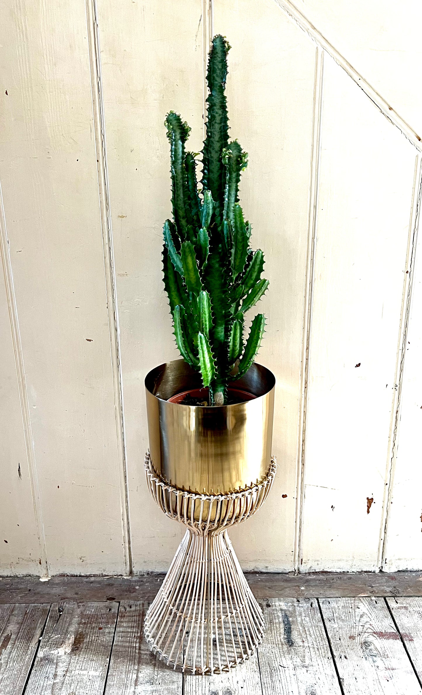 Euphorbia Trigona Rubra | African Milk Tree | 17CM Pot