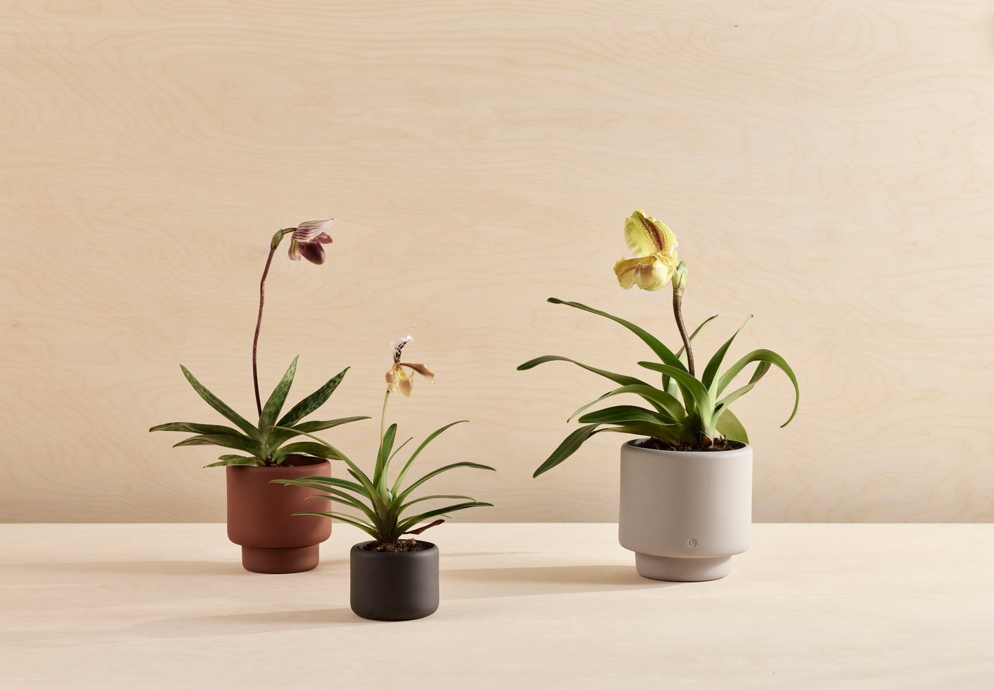 BOTANY plant pot MEDIUM Concrete Grey