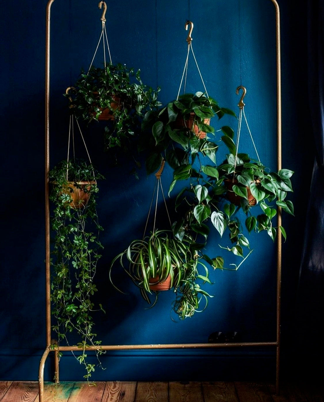 Hanging House Plant Inspiration