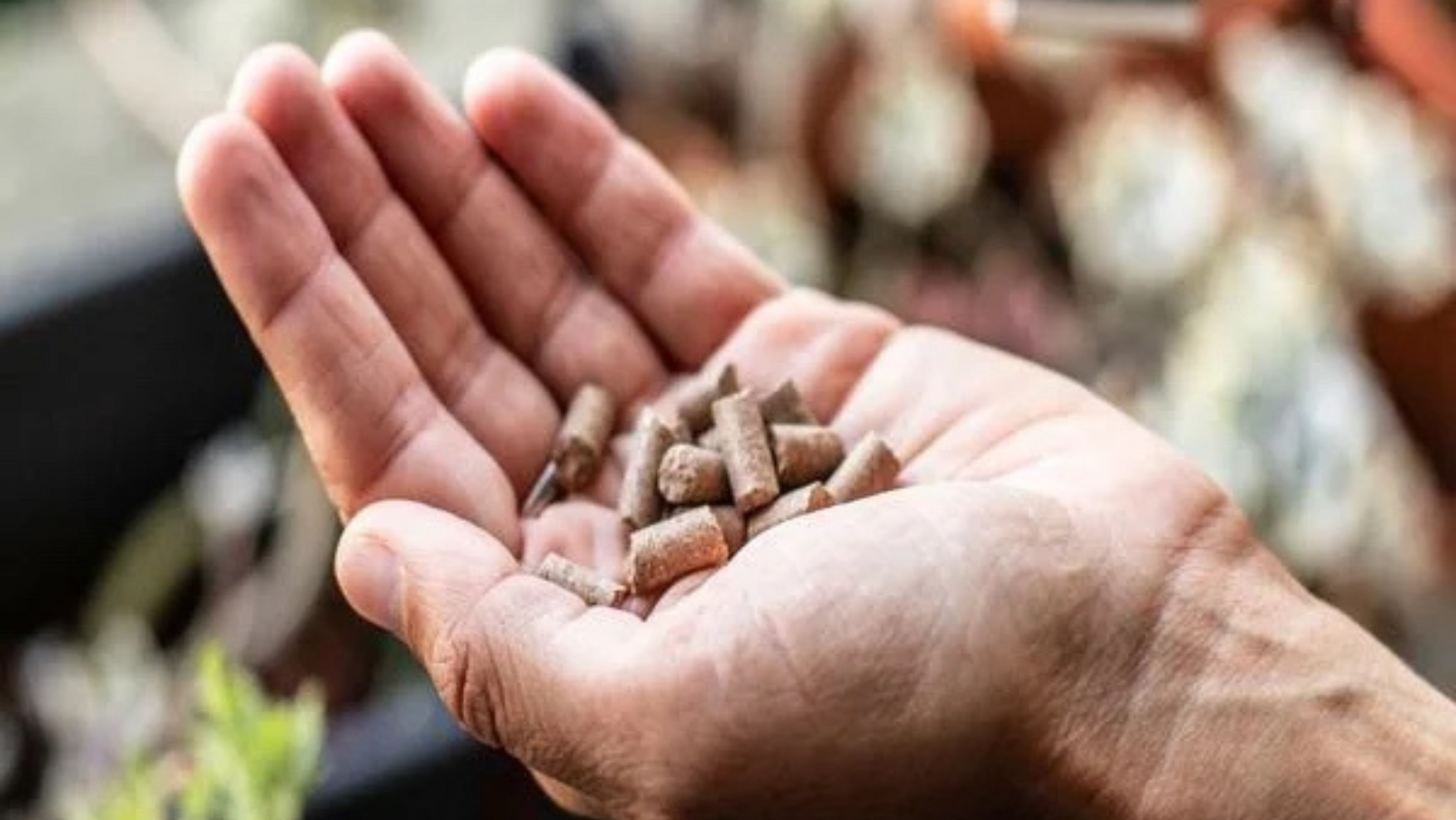 Plant Feed