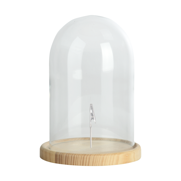 Glass Cloche/Dome on Wooden Base