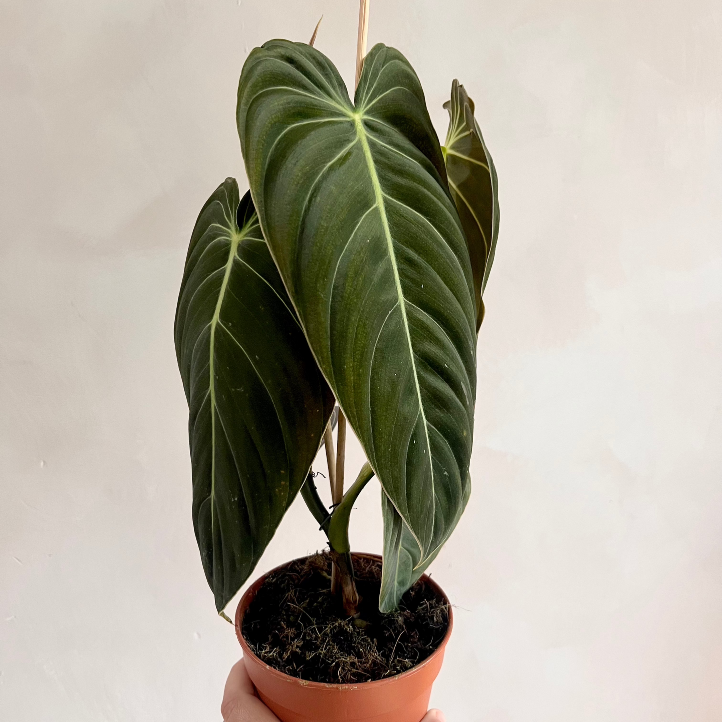 Philodendron Melanochrysum | Black Gold Philodendron | 12CM Pot