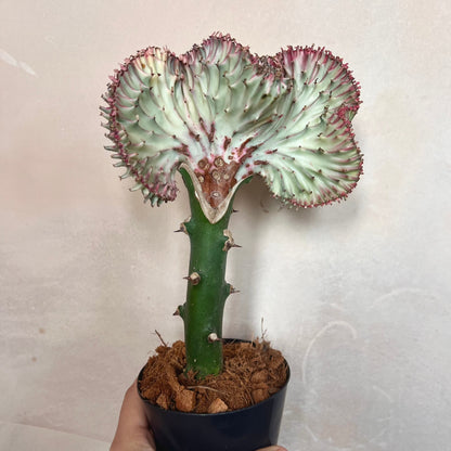 ‘Mermaids Tail’ cactus  Pink| 10cm Pot