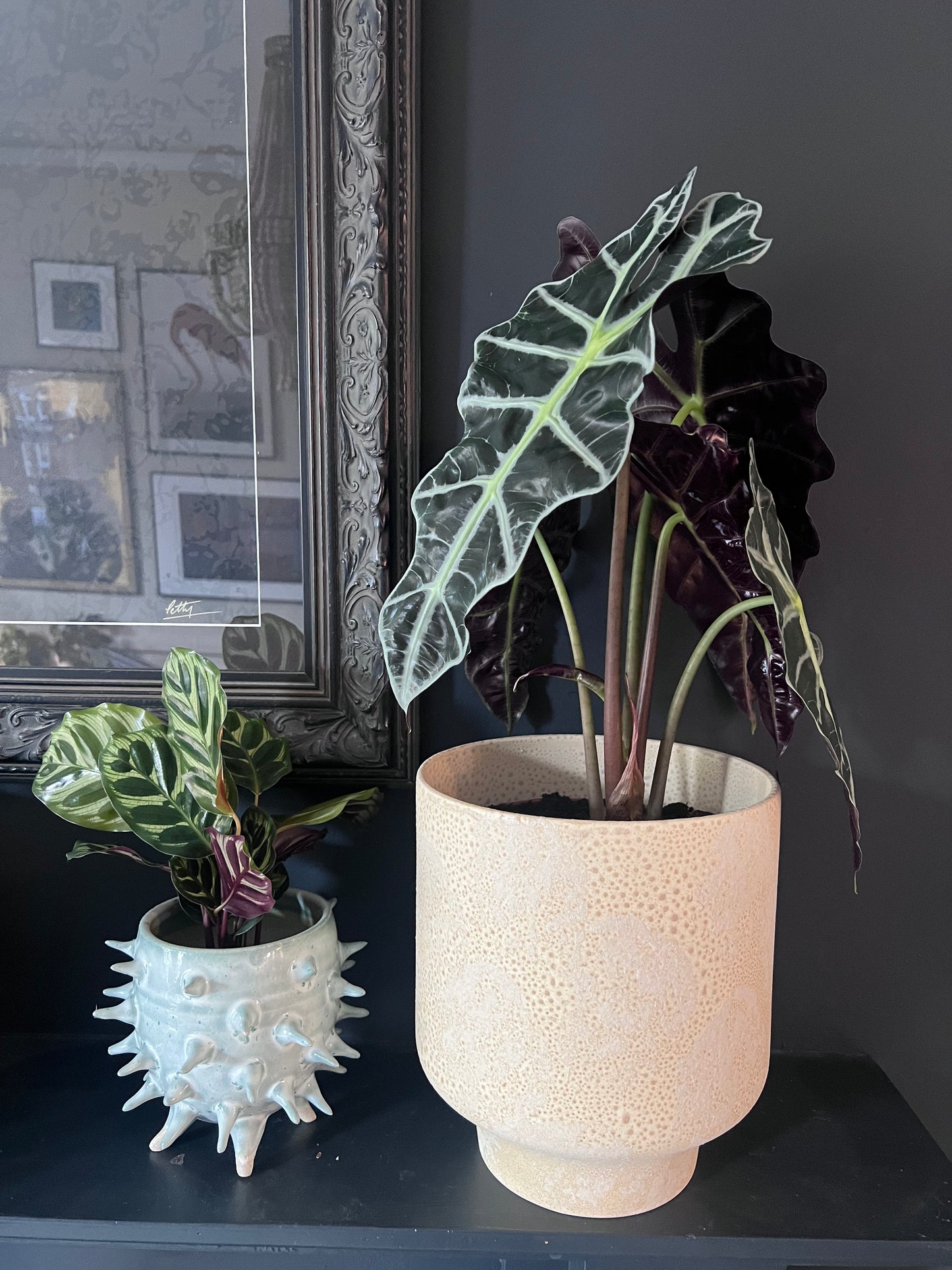 Alocasia Polly | Elephants Ear | 12CM & 17CM Pot