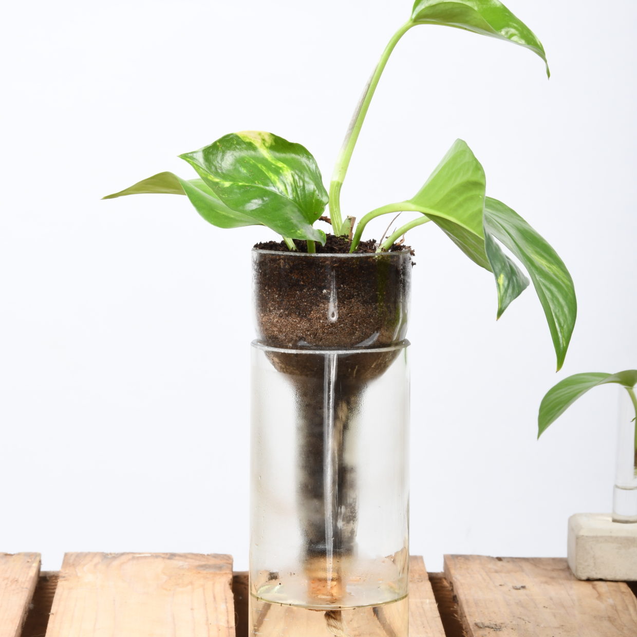 Self Watering Glass Pot / Planter