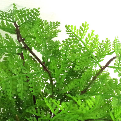 Artificial Fern Plant Pot Lady Fern 30cm Plant