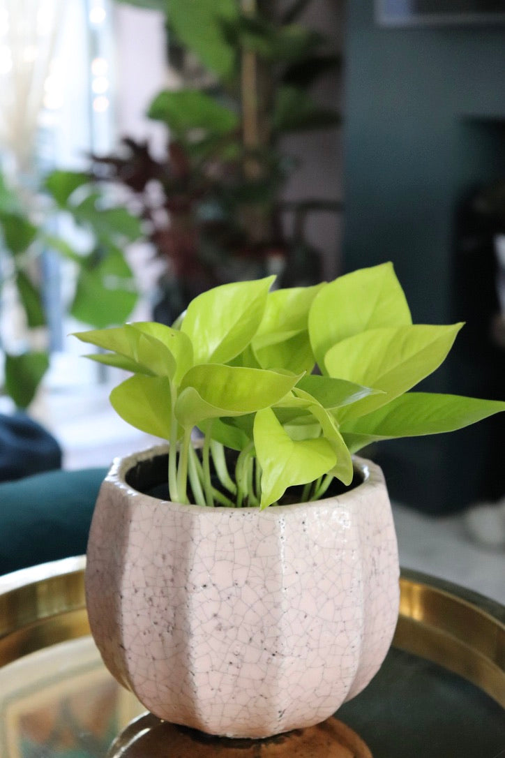 Golden Neon Pothos | Epipremnum aureum Neon | 12CM Pot