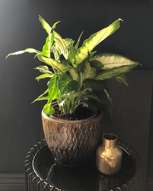 Dieffenbachia 'Camilla' | 12cm Pot