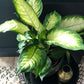 Dieffenbachia 'Camilla' | 12cm Pot