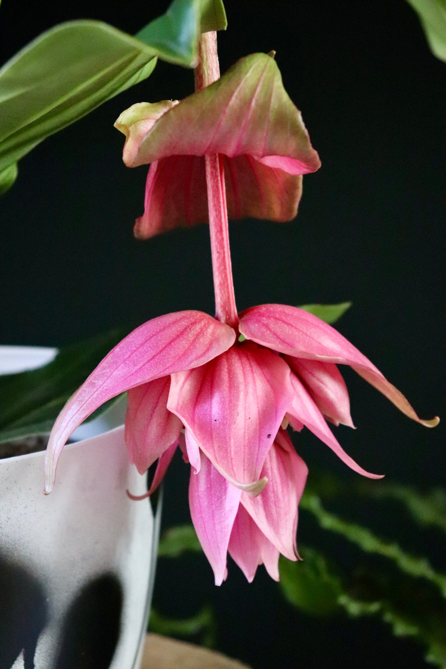 Medinilla Magnifica | 14CM & 17CM POT