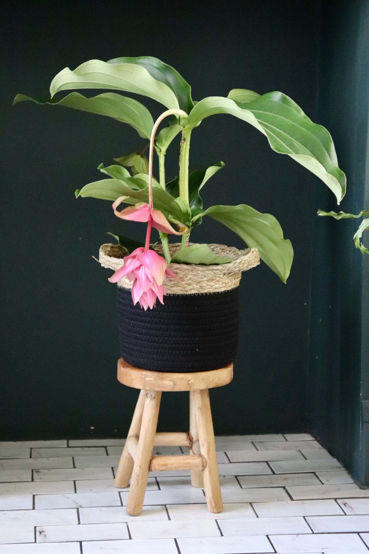 Medinilla Magnifica | 14CM & 17CM POT