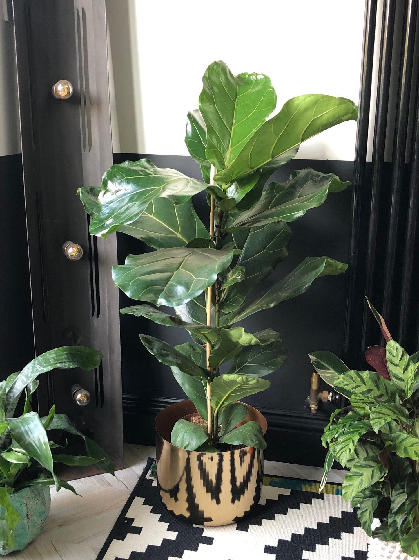 90CM Fiddle Leaf Fig Tree | Ficus lyrata | 17CM Pot