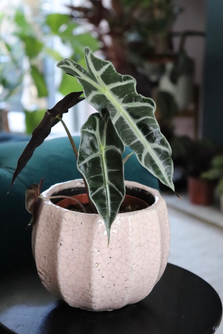 Alocasia Polly | Elephants Ear | 12CM & 17CM Pot