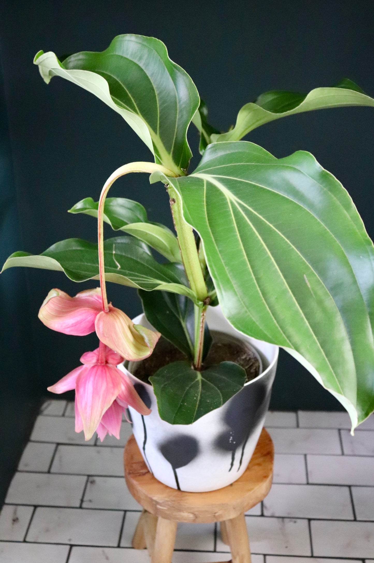 Medinilla Magnifica | 14CM & 17CM POT