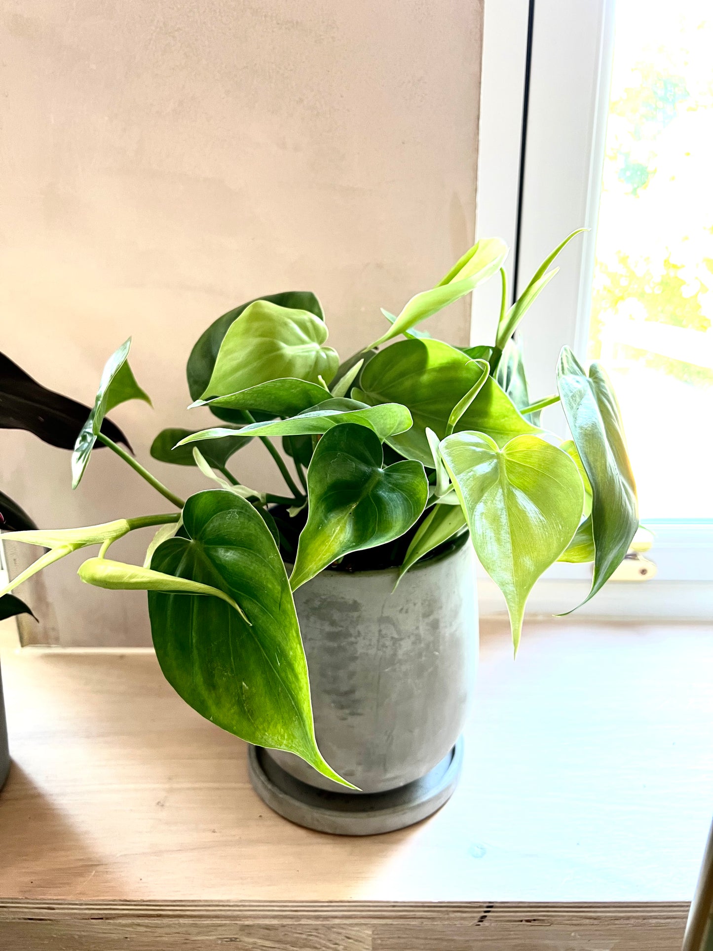 Philodendron Scandens Brazil | 12CM & 17CM Pot