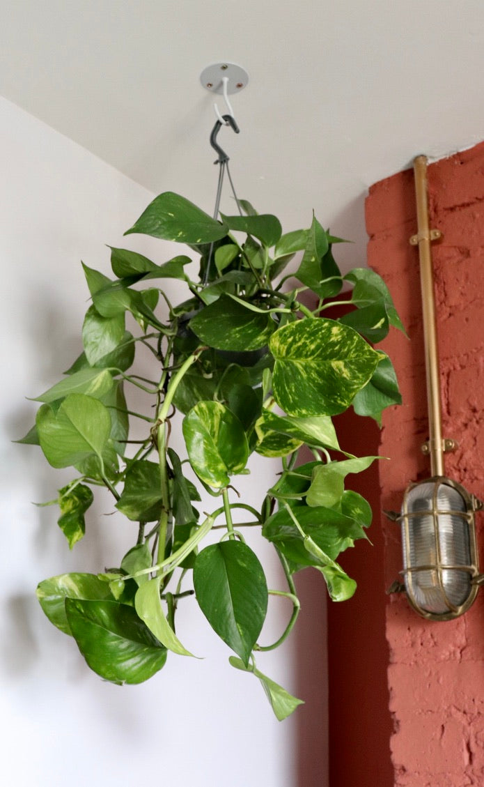 Epipremnum aureum | Golden Pothos | 15CM Pot | Trailing