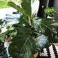 90CM Fiddle Leaf Fig Tree | Ficus lyrata | 17CM Pot