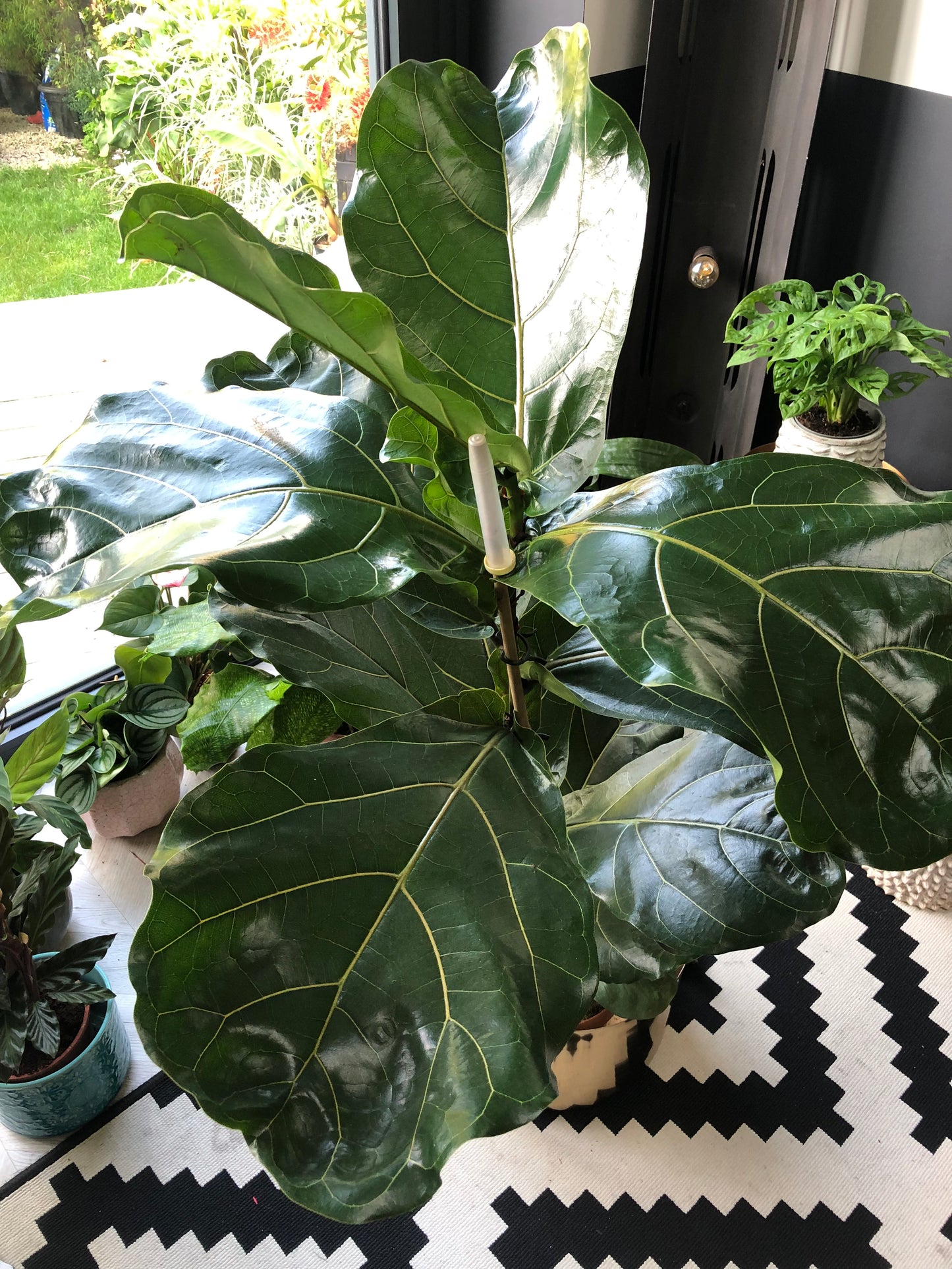 90CM Fiddle Leaf Fig Tree | Ficus lyrata | 17CM Pot