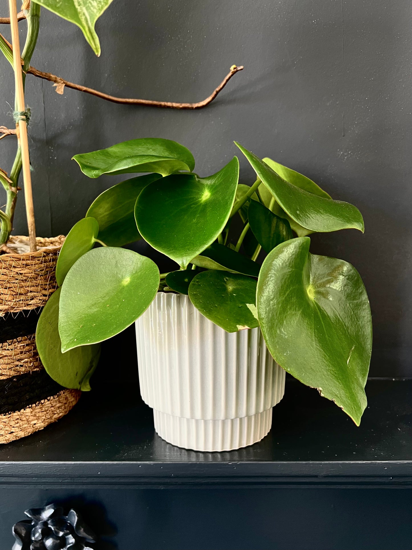 Pilea Peperomia 'Raindrop' | Teardrop Money Plant | 12CM pot