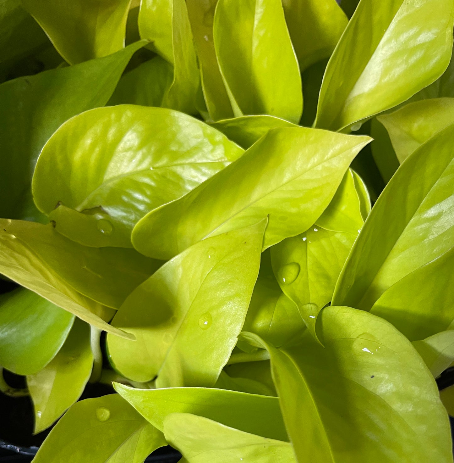 Golden Neon Pothos | Epipremnum aureum Neon | 12CM Pot