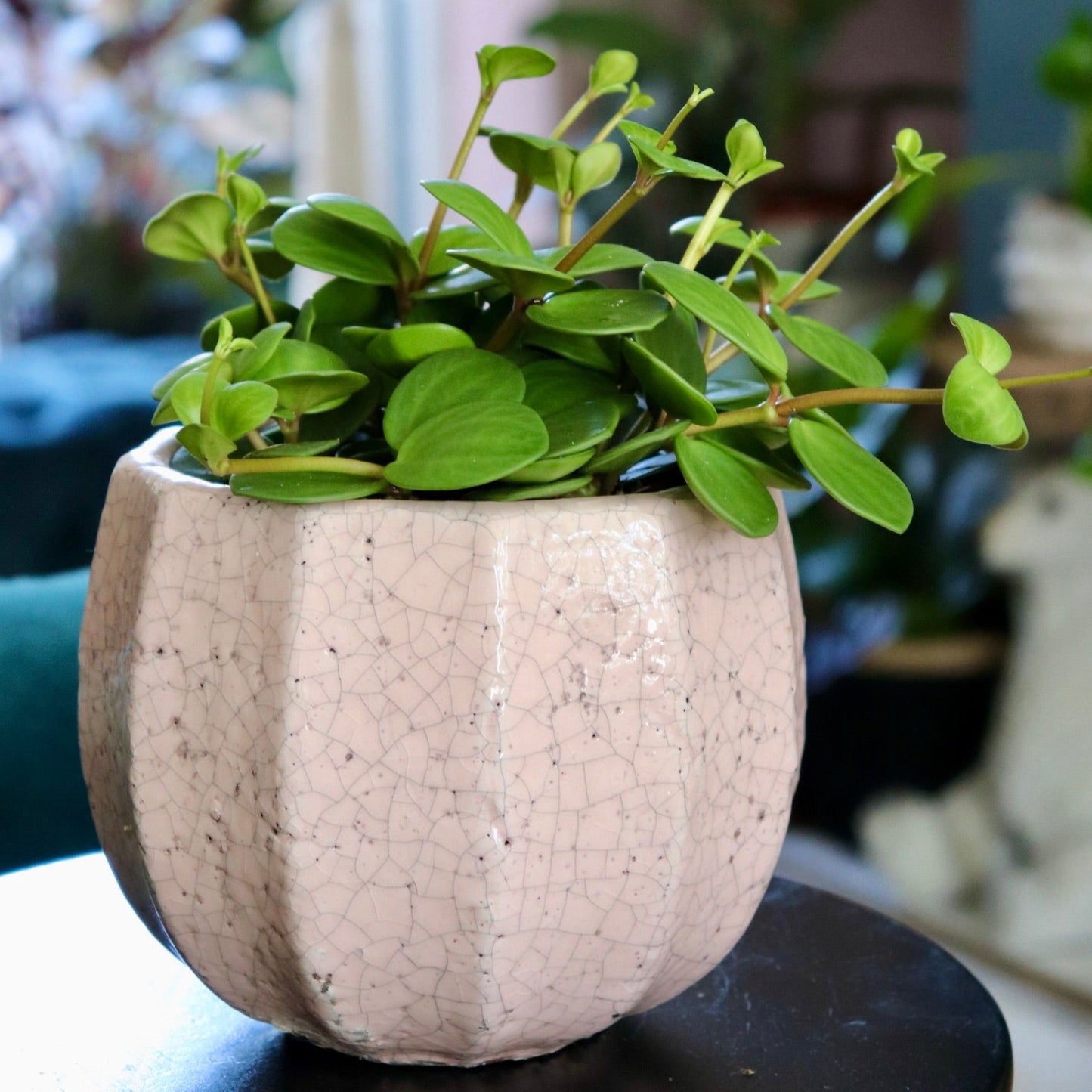 Peperomia 'Hope' Trailing | 12CM & 14CM Pot