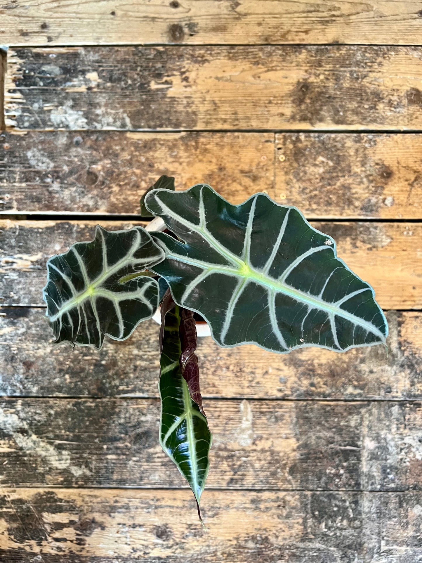 Alocasia Polly | Elephants Ear | 12CM & 17CM Pot