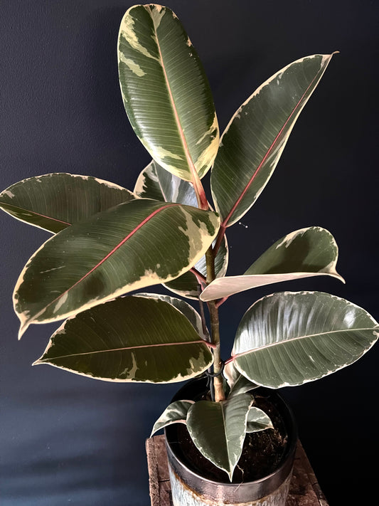Ficus Elastica Tineke | variegated Rubber Plant | 17CM Pot