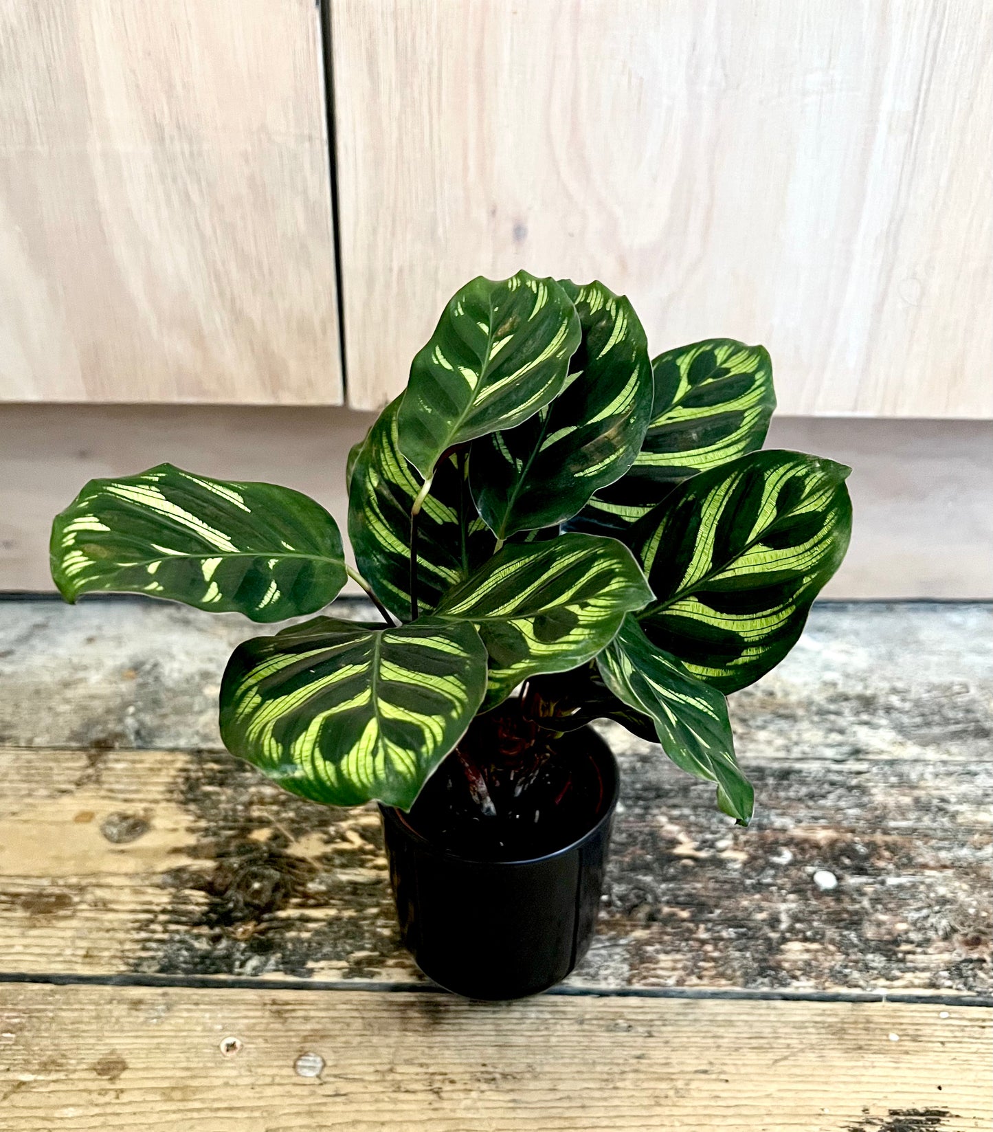 Mini Calathea Peacock | 7cm pot