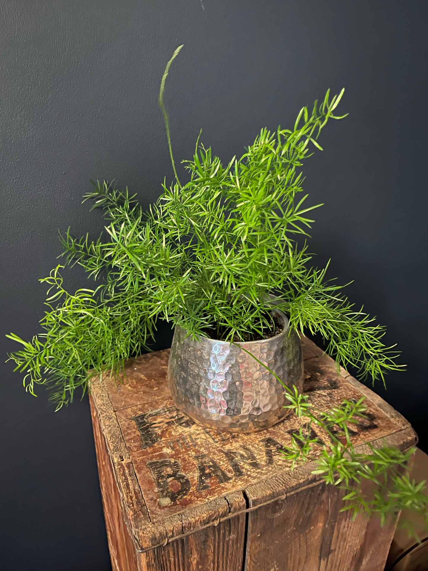 Asparagus Fern | Densiflorus Sprengeri | 12CM & 23CM Pot