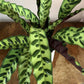 Calathea Lancifolia | 'Rattlesnake' | 12CM Pot