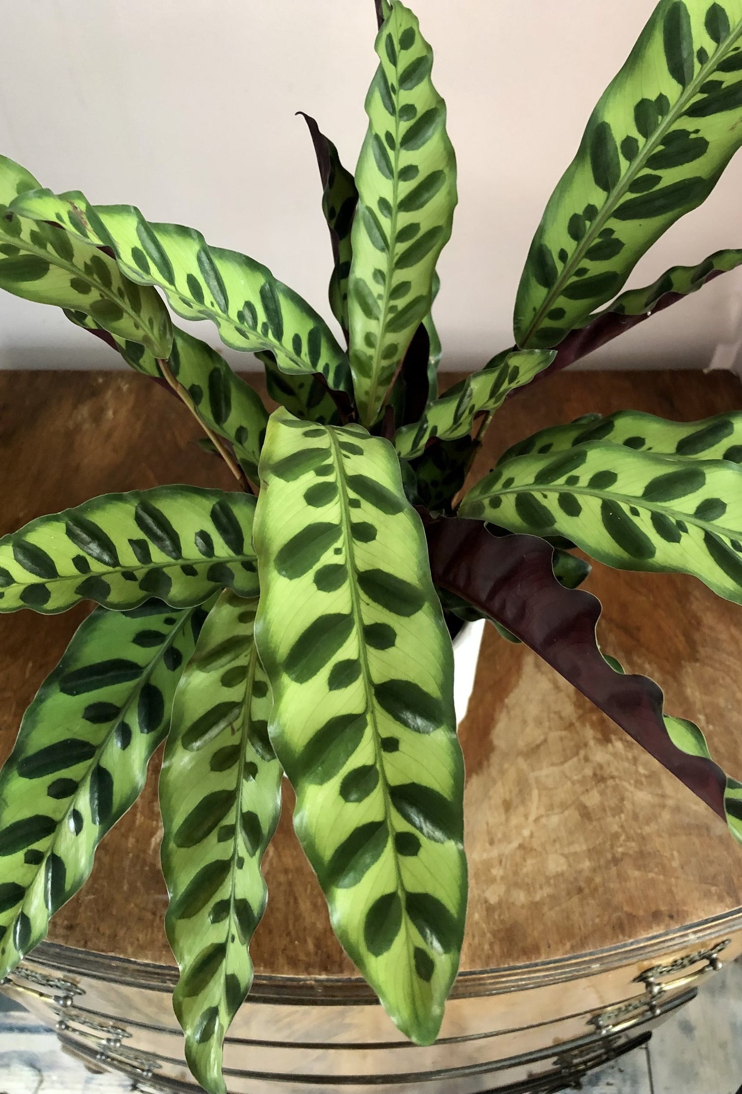 Calathea Lancifolia | 'Rattlesnake' | 12CM Pot