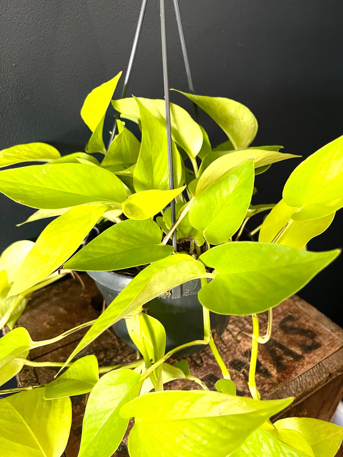 Epipremnum aureum | Golden Pothos | 15CM Pot | Trailing