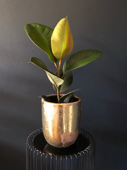 Ficus Elastica | Rubber Plant | 17CM Pot