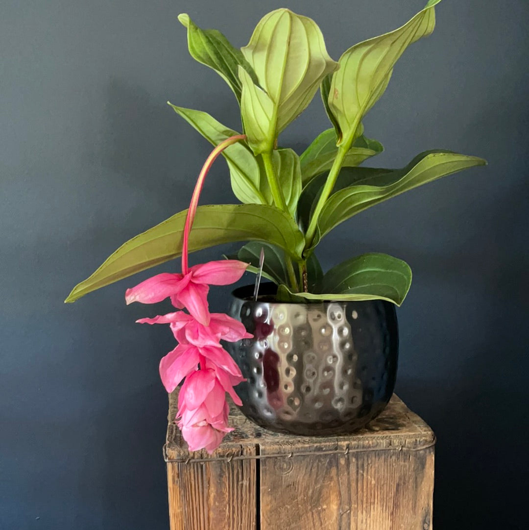 Medinilla Magnifica | 14CM & 17CM POT