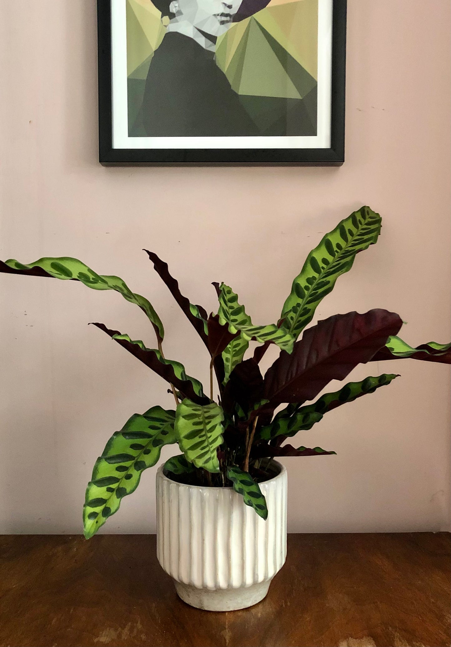 Calathea Lancifolia | 'Rattlesnake' | 12CM Pot