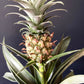 Ananas Corona Bromeliad | Ornamental pineapple | 12CM pot