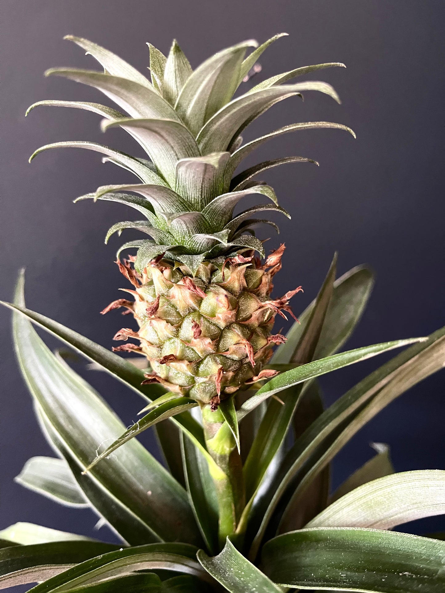 Ananas Corona Bromeliad | Ornamental pineapple | 12CM pot