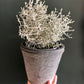 Leucophyta Brownii | Cushion Bush | Wire Netting Bush | 10.5CM