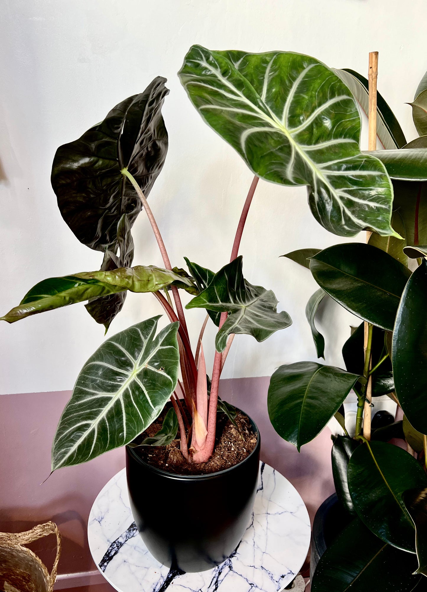 Alocasia Pink Dragon | Elephant Ear | 14CM Pot