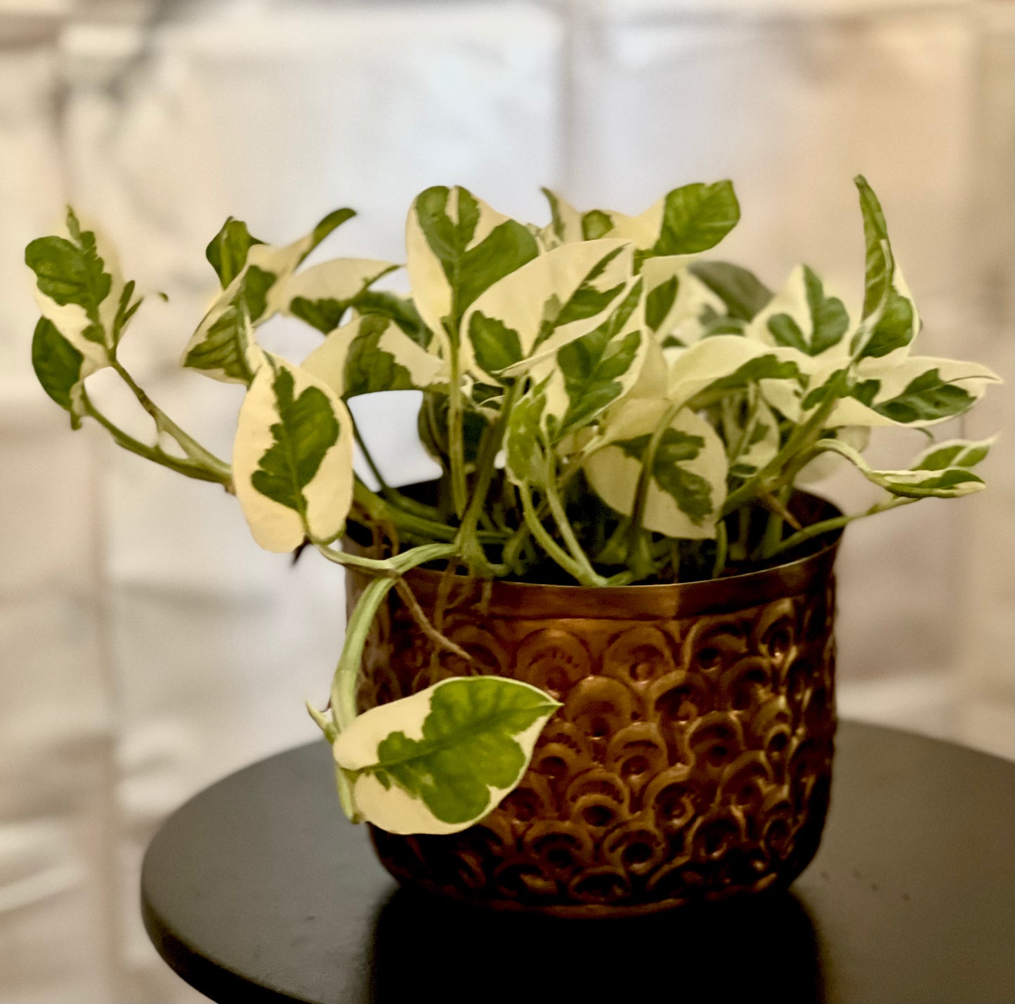 N.Joy Pothos | Epipremnum aureum | 12CM Pot | Trailing