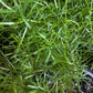 Asparagus Fern | Densiflorus Sprengeri | 12CM & 23CM Pot