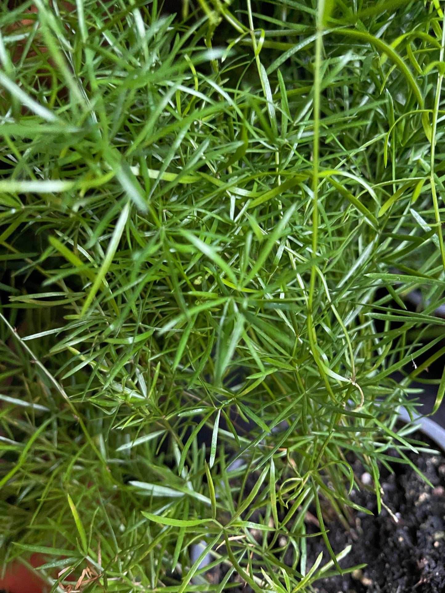 Asparagus Fern | Densiflorus Sprengeri | 12CM & 23CM Pot